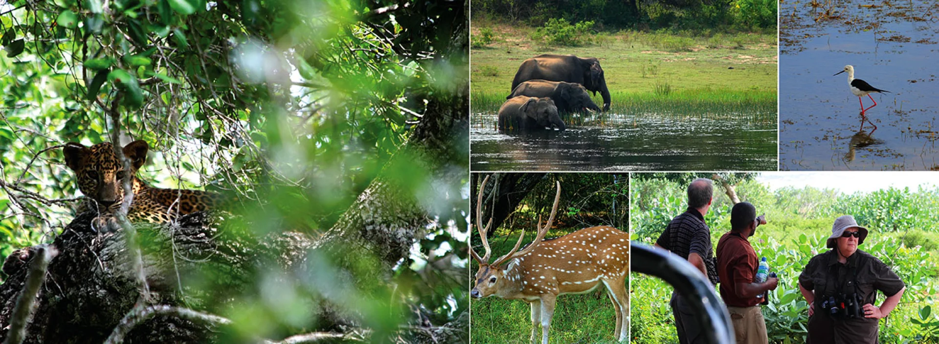 Yala National Park