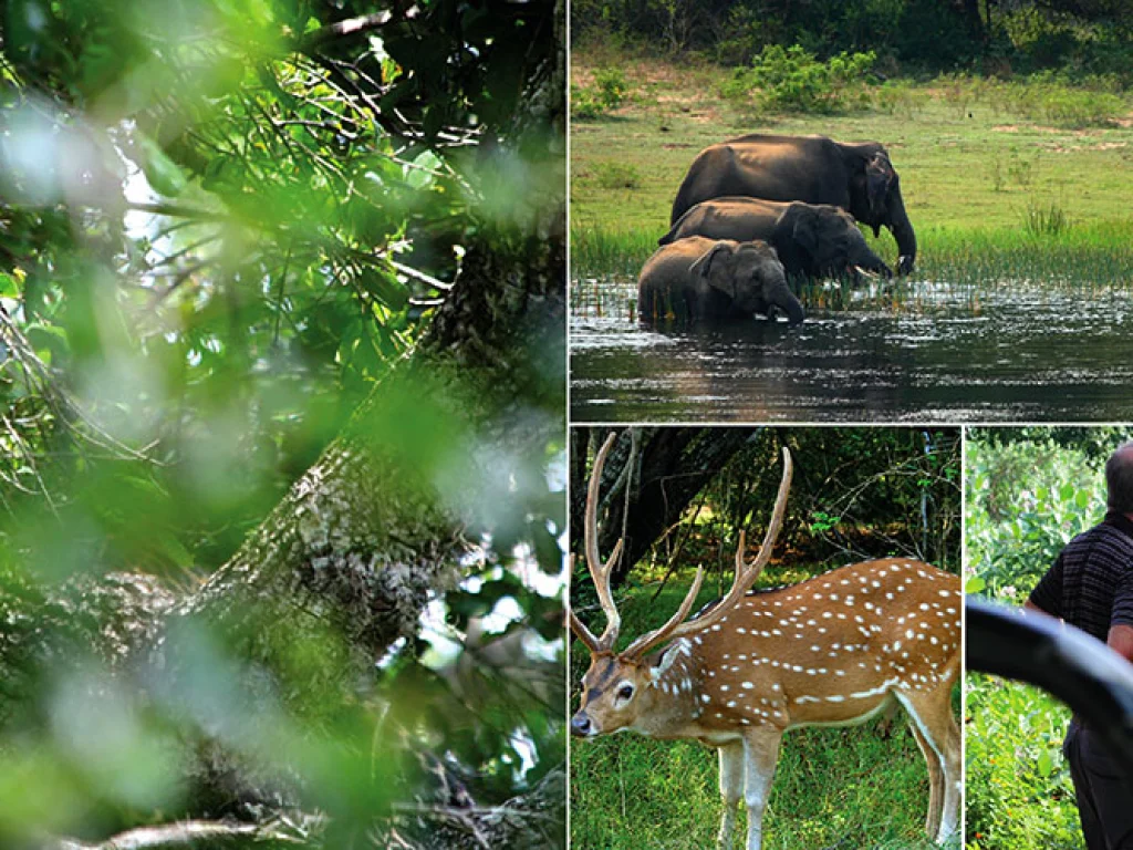 Yala National Park